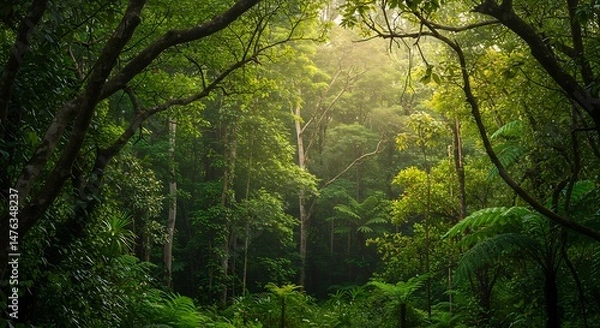 Obraz Lush Green Rainforest Canopy with Sunbeams Streaming Through the Trees