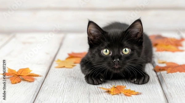 Obraz Playful black kitten among colorful autumn leaves indoor setting photography cozy atmosphere close-up shot