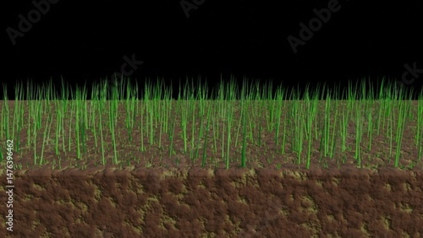 Obraz Thin lawn becomes thicker with overseeding. Lawn with thin, little grass. Overseeding grass on lawn. 3d render illustration