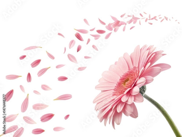 Fototapeta Beautiful gerbera daisy flower with delicate pink petals gracefully falling, creating serene and enchanting atmosphere