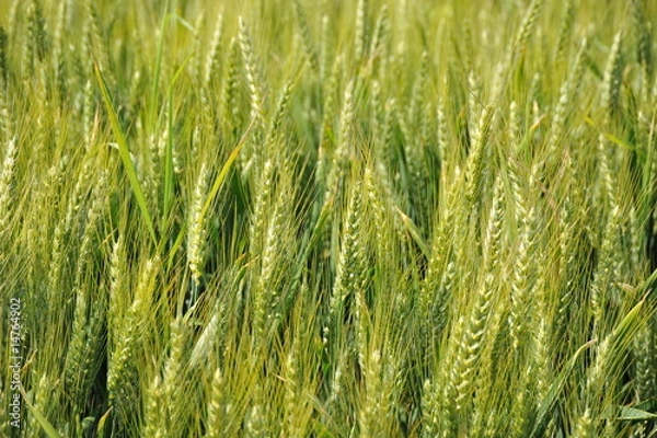 Obraz la  triticale