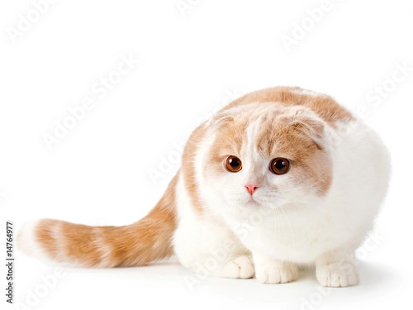 Obraz Scottish fold breed young cat
