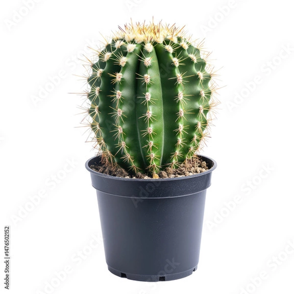 Fototapeta A vibrant green spherical cactus in a dark pot, showcasing its dense, radiating spines