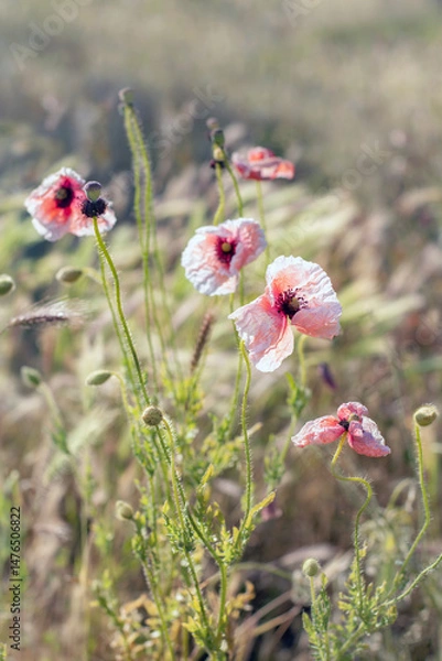 Obraz Poppy flowers in the field
