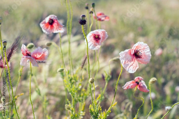 Obraz Red poppies in the field