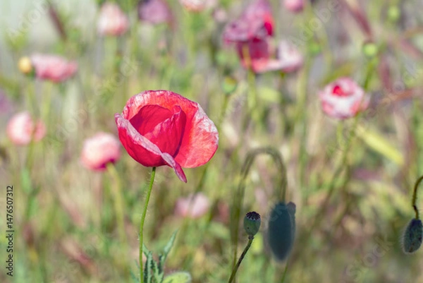 Obraz Red poppy flower in a field closeup