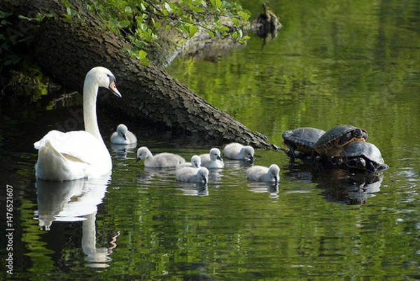 Obraz schwanenfamilie