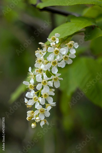 Fototapeta a bunch of bird-cherry blossoms