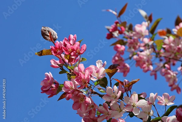 Obraz Apple blossom in spring garden on blue sky background. Pink flowers and red buds on a branch