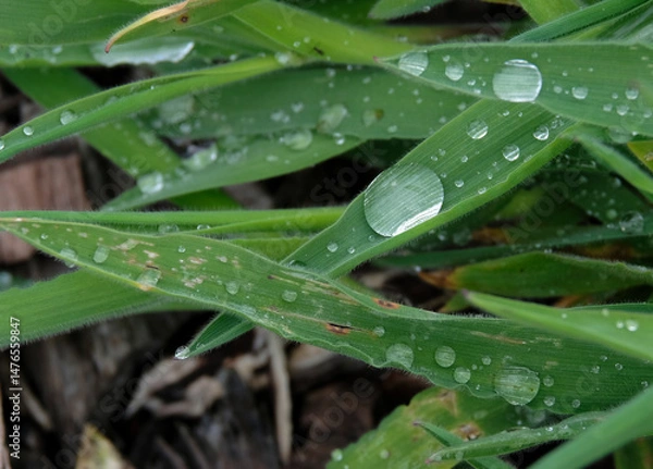 Obraz Sustainability and water - close-up of a drop of water on a grass leaf