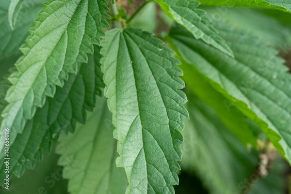 Fototapeta Close-up view of green nettle leaves showcasing texture and detail in a natural setting