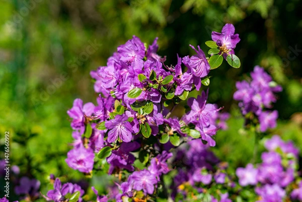 Fototapeta Close-up of vibrant purple rhododendron blossoms in a sunny garden