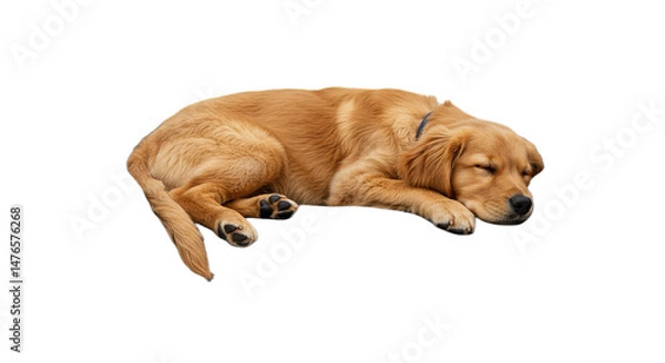 Obraz golden retriever dog sleeping isolated on white or transparent background PNG