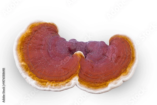 Obraz ganoderma lucidum isolated on a white background(top view)