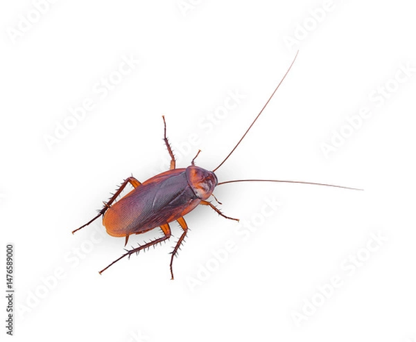 Obraz closeup cockroach isolated on a white(top view)