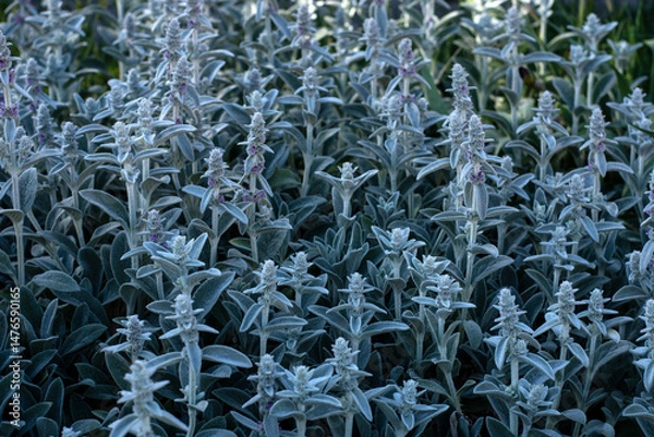 Obraz Lamb's ear - stachys byzantina or wooly hedgenettle field