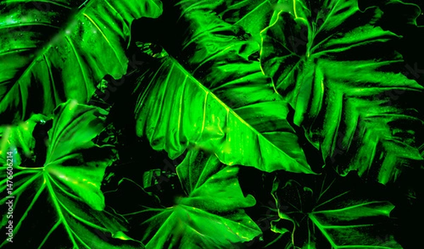 Fototapeta The leaves are designed with attractive and beautiful colors.