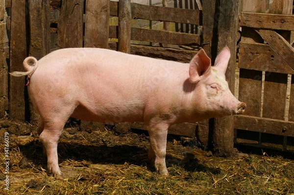 Fototapeta pig