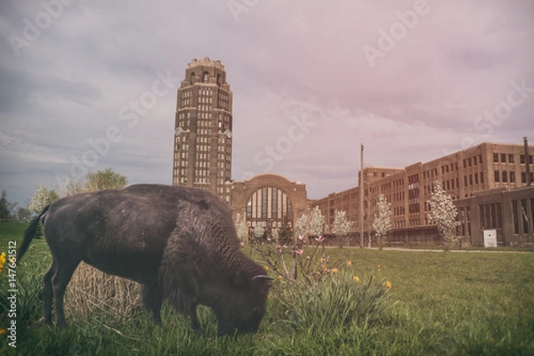 Fototapeta Bison Buffalo Central Station. Żubry pasą się przed Buffalo Central Terminal.