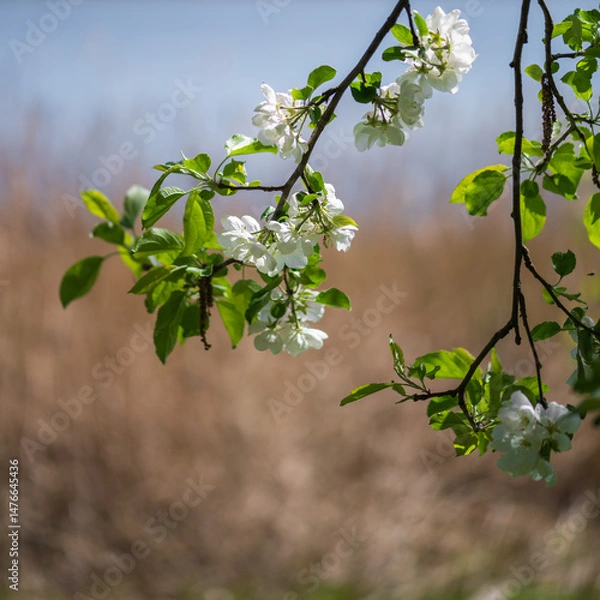 Obraz blooming apple tree branch with white flowers .
