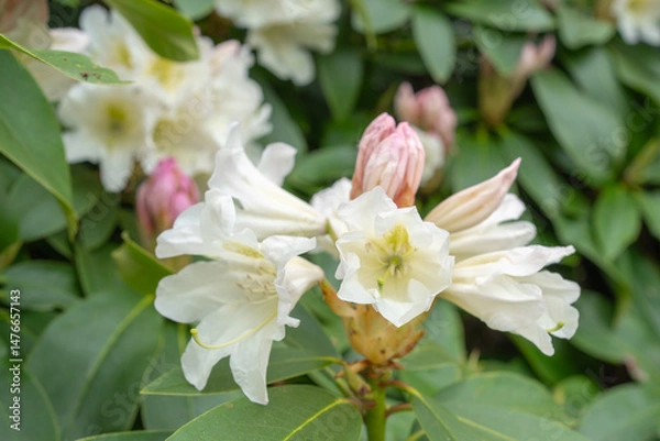 Obraz Close-up of White Rhododendron Flowers in Bloom