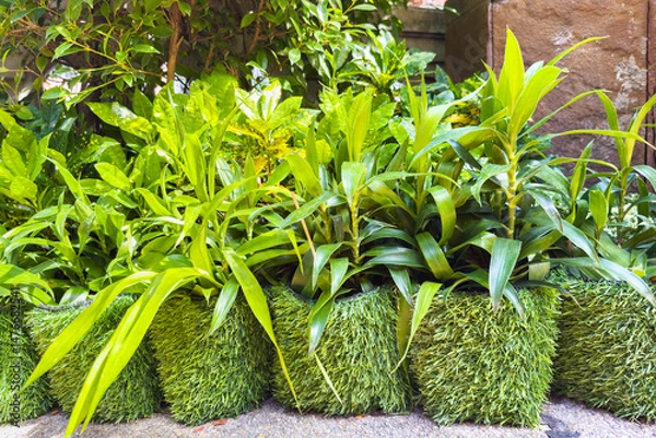 Obraz Lush green plants in decorative grass pots arranged neatly, showcasing vibrant foliage and natural beauty in a serene outdoor setting in a summer sunny garden.