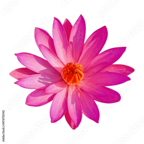 Fototapeta Vibrant Pink Water Lily Blossom Element Isolated Against Transparent Background