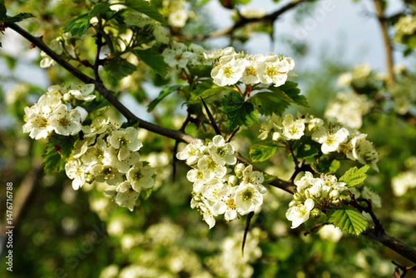 Fototapeta Hawthorn rataegus aestivalis blossom in spring, white hawthorn flowers close-up