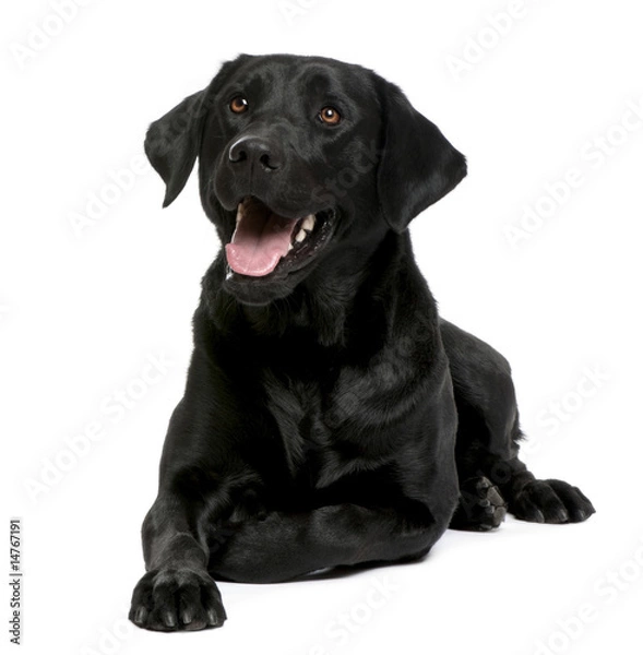 Fototapeta black Labrador