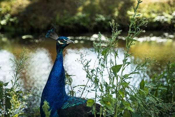 Fototapeta Colorful peacock stands proudly among green foliage by a calm waterway, highlighting the intricate details of its feathers and the peaceful natural setting