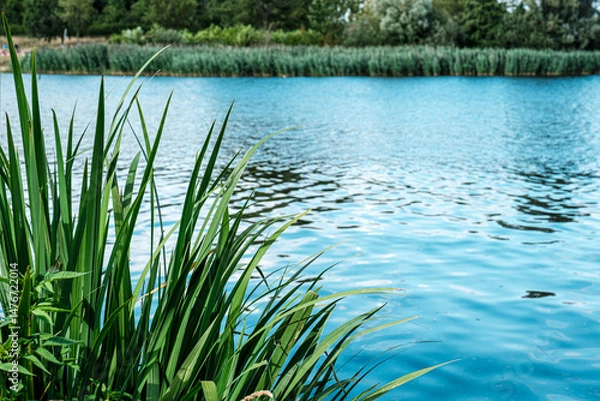 Fototapeta Vibrant green grass borders a calm blue lake, with reflections of trees and sky visible on the water's surface, evoking a sense of tranquility and nature