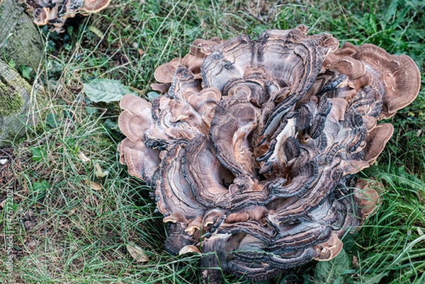 Fototapeta Intricate mushroom with wavy layers, nestled on forest floor, surrounded by green grass and leaves, highlighting the beauty of nature and organic textures