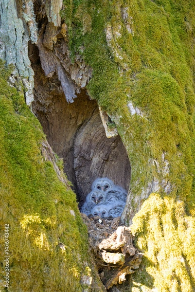 Obraz Ural owl owlets, three ural owl babies