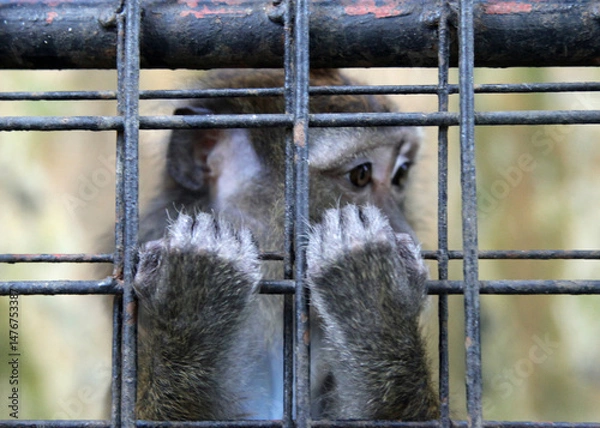 Obraz A monkey held in a cage, looking pensive