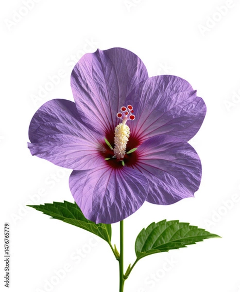 Obraz Purple Hibiscus Flower, with Transparent Background, Tropical Bloom.