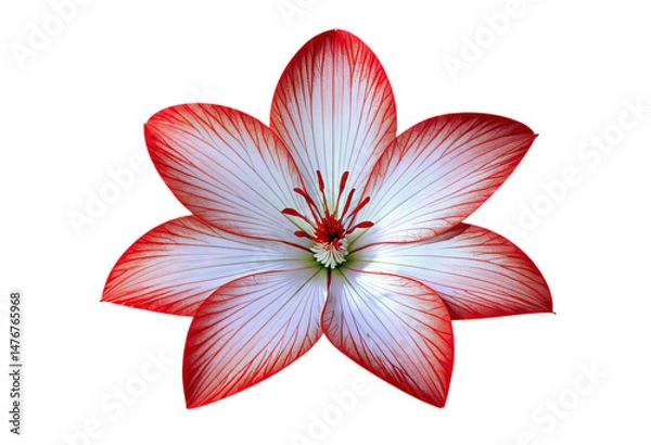 Obraz Red & White Amaryllis Flower, with Transparent Background..