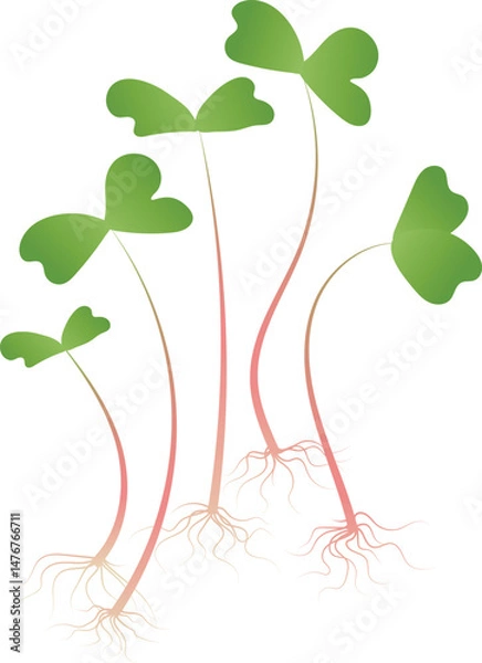 Fototapeta Several microgreen sprouts with green leaves, pink stems and visible roots. Isolated on white background.