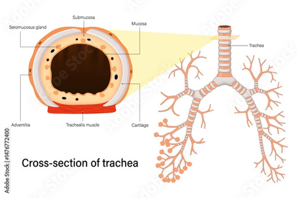 Fototapeta Cross section of trachea. Trachea anatomy vector. Human Respiratory System.