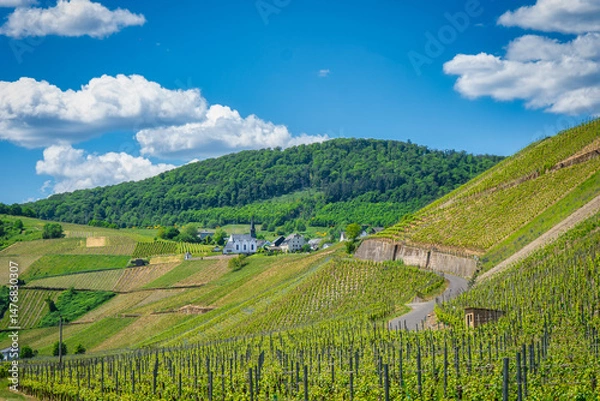 Obraz Weinberge bei Osann-Monzel