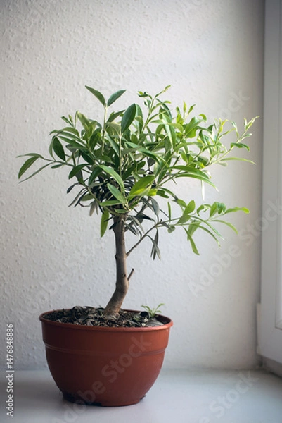 Obraz closeup of olive tree in pot on white background