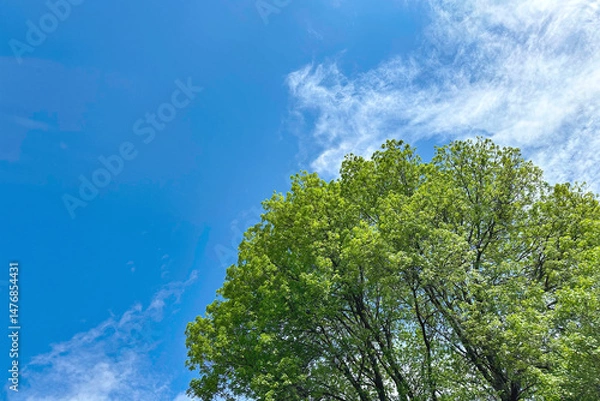 Fototapeta The crown of a large tree against the background of a bright sky with clouds.