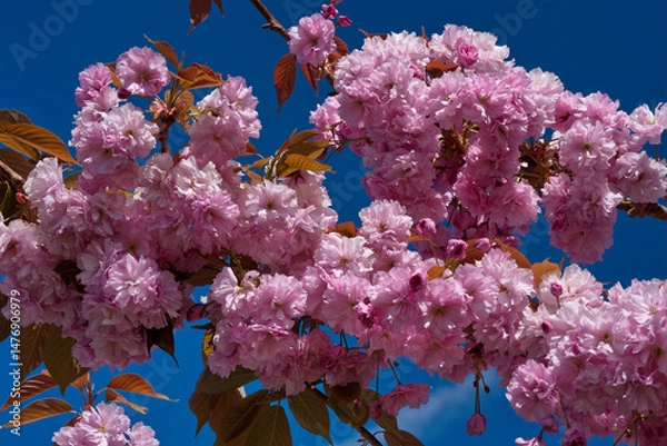 Obraz Japanese cherry three flowers in springtime