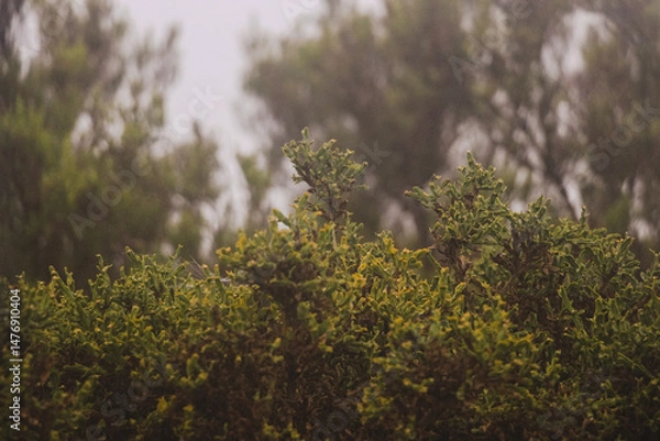 Obraz Pelos encantos da Serra