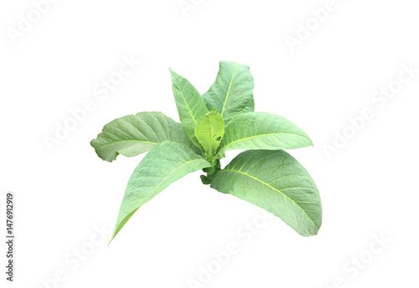 Fototapeta Isolated tobacco plant, leaf, branch and trunk with transparent background.