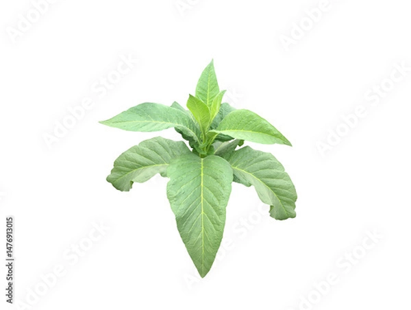 Fototapeta Isolated tobacco plant, leaf, branch and trunk with transparent background.