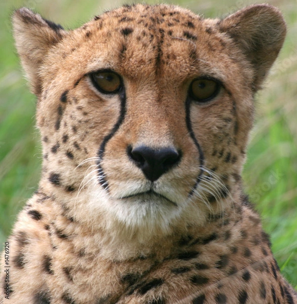 Fototapeta gepard