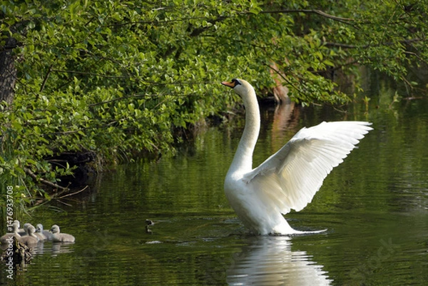 Obraz höckerschwan