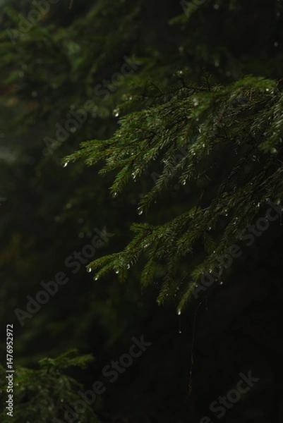 Fototapeta Raindrops cling to evergreen branches in a lush forest during a tranquil rain shower. Hiking in Carpathian Mountains, Ukraine