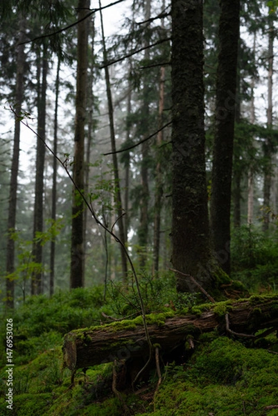 Fototapeta Lush green forest floor covered in moss and surrounded by tall trees in early morning fog. Hiking in Carpathian Mountains, Ukraine