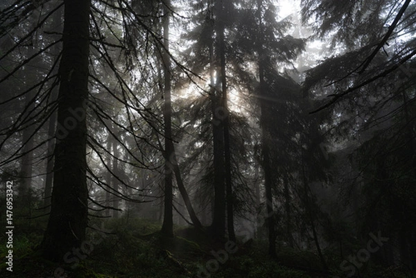 Fototapeta Misty forest landscape with towering trees and soft light filtering through the fog at dawn. Hiking in Carpathian Mountains, Ukraine